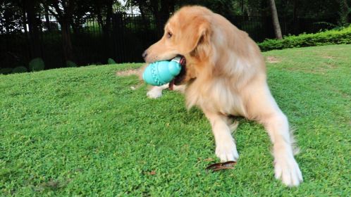 Dog Leakage Toy, Round Jar Bottle Shape Dog Chew Toys, Dogs Puppies Teething Clean Aggressive Chewer, Pets Safe Bite Chew Toys (Color: Blue)