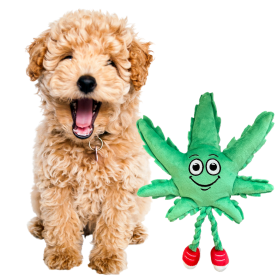 MJ the Weed Leaf 420 Dog Toy (Color: Green)