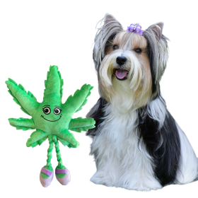 Mary Jane the Weed Leaf 420 Dog Toy (Color: Green)